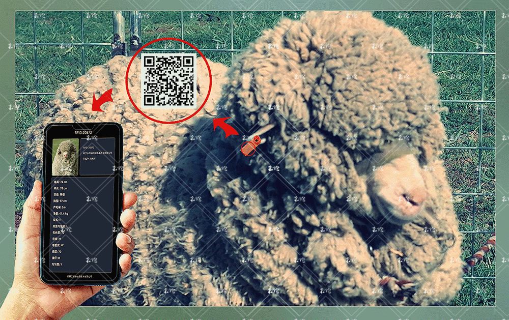 细毛羊耳标追溯管理系统 1.2 水印.gif